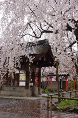 京都　平野神社
