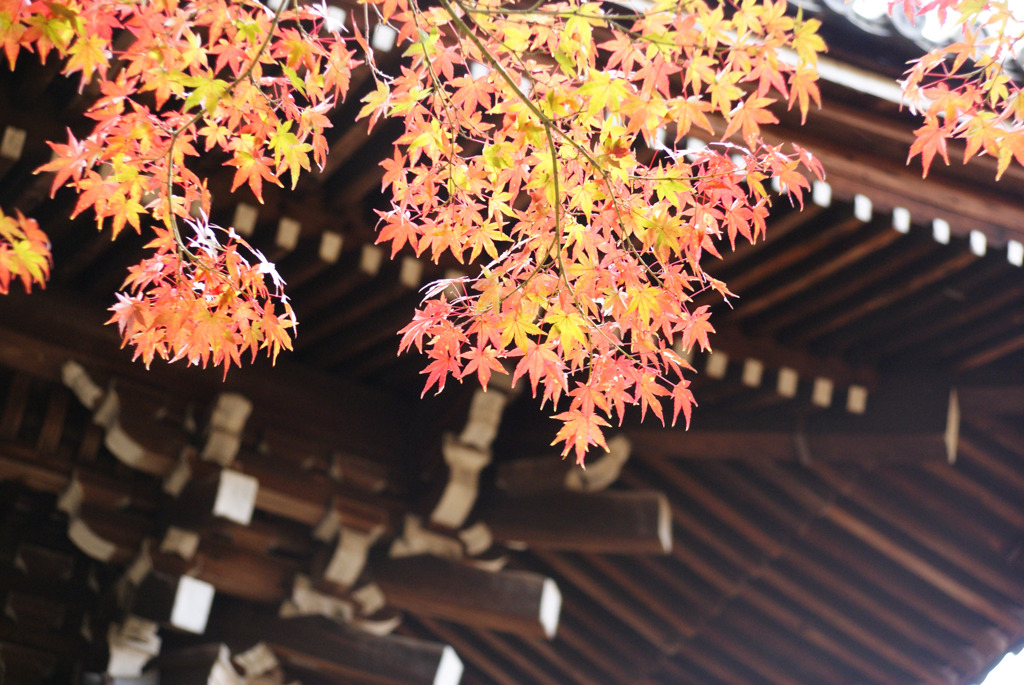 京都　真如堂