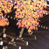 京都　真如堂