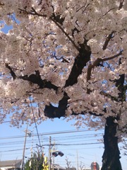 近所の桜