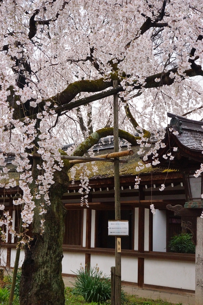 京都　平野神社