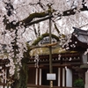 京都　平野神社