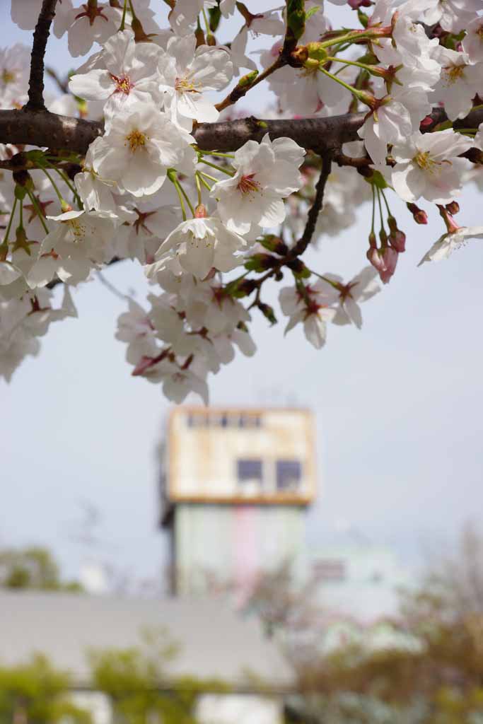 大阪　桜之宮公園