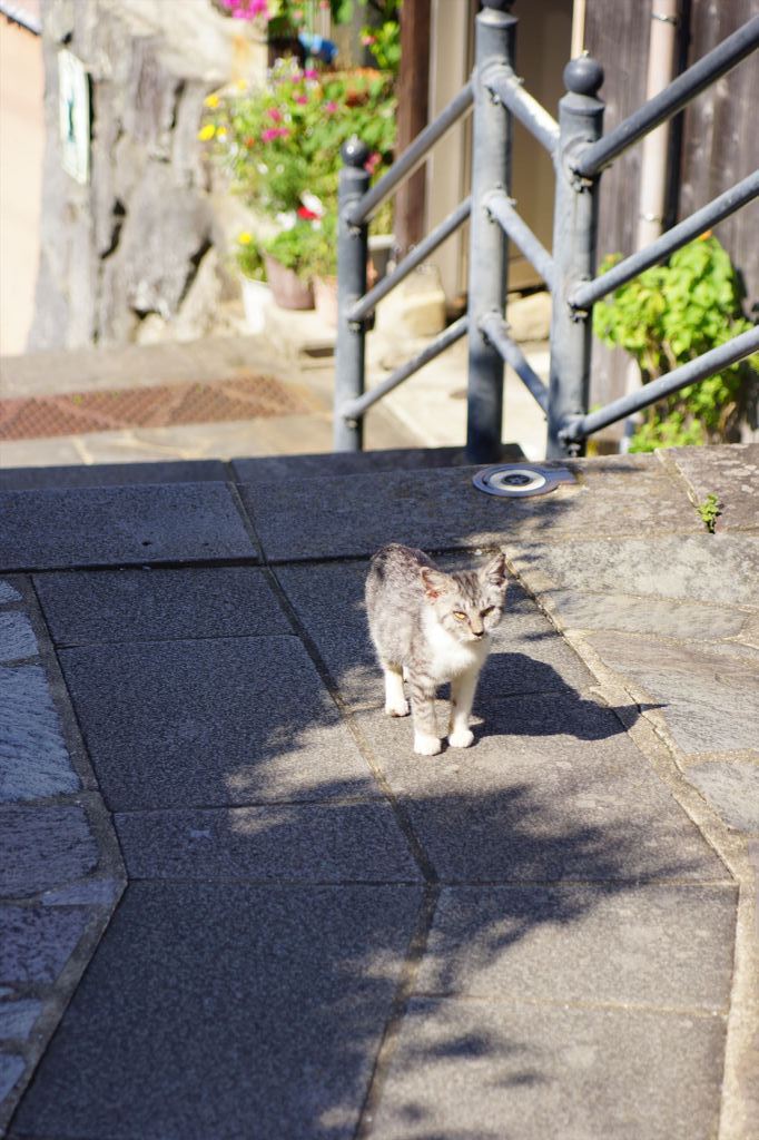 階段ねこ