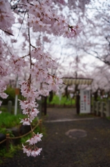 京都　平野神社