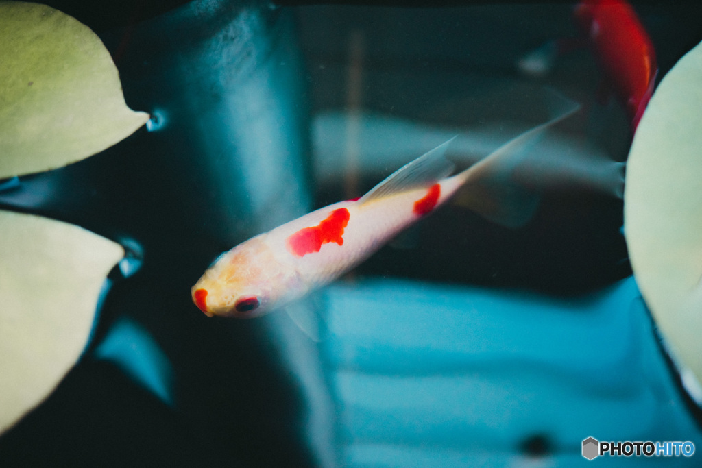 渋谷金魚
