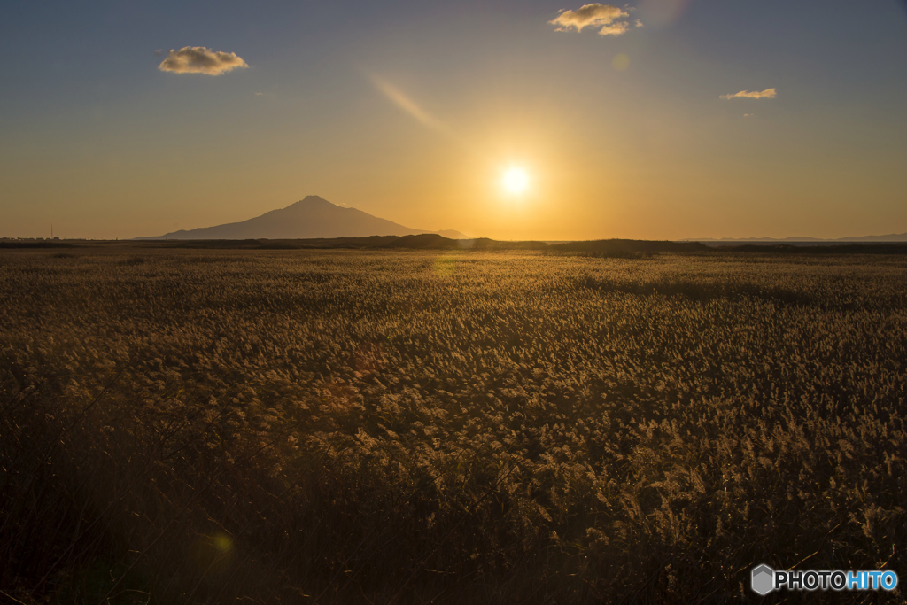 ススキ染める夕日