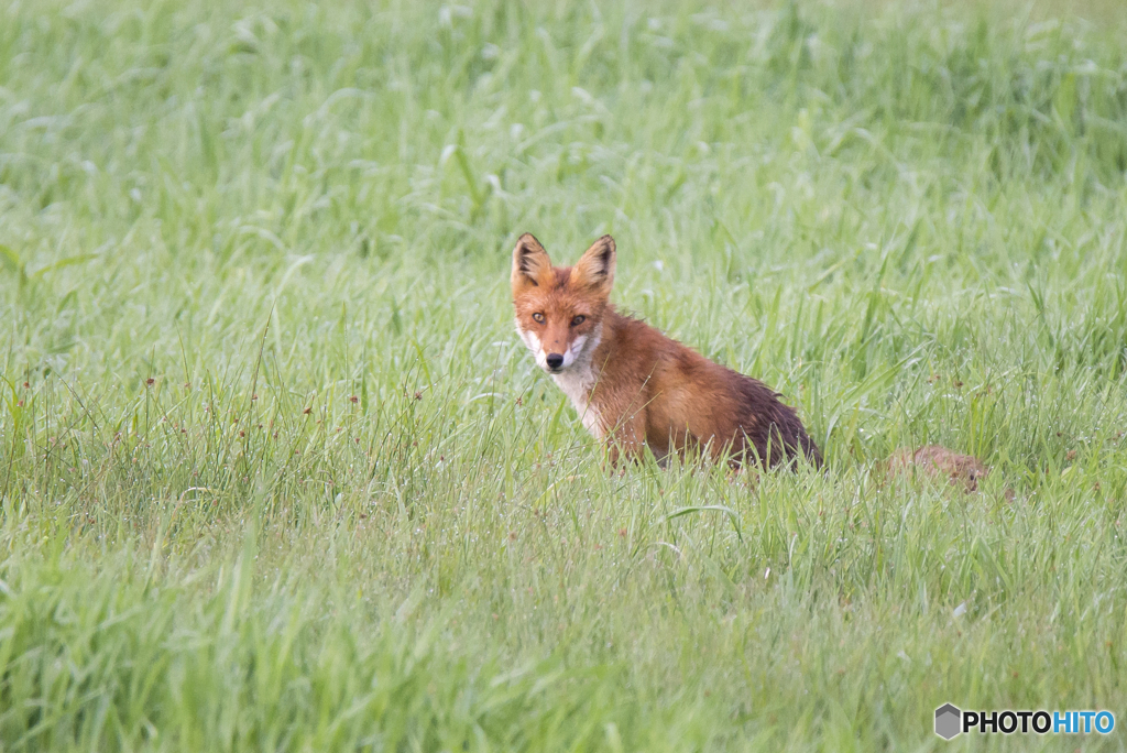 朝露に濡れて