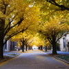 銀杏の道