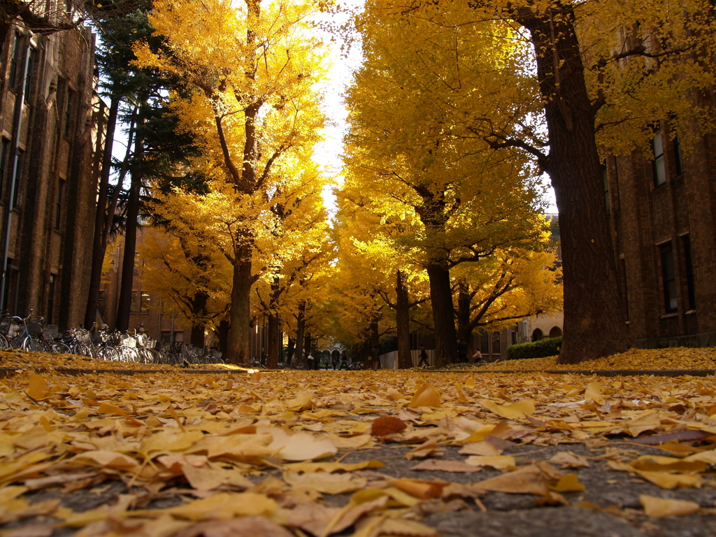 東大の銀杏