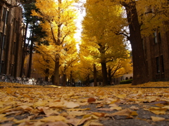 東大の銀杏