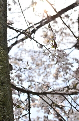 桜