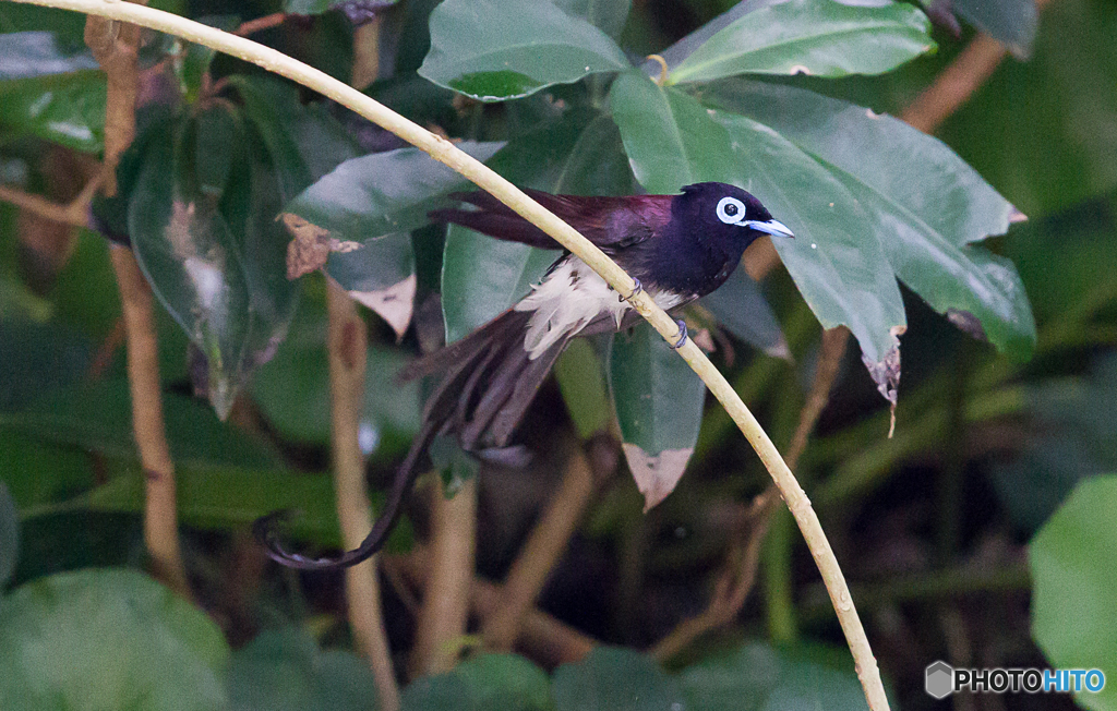 サンコウチョウ