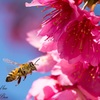 飛行中のミツバチ