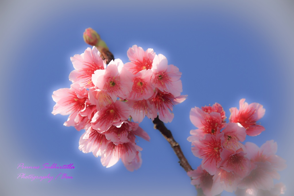 緋寒桜2