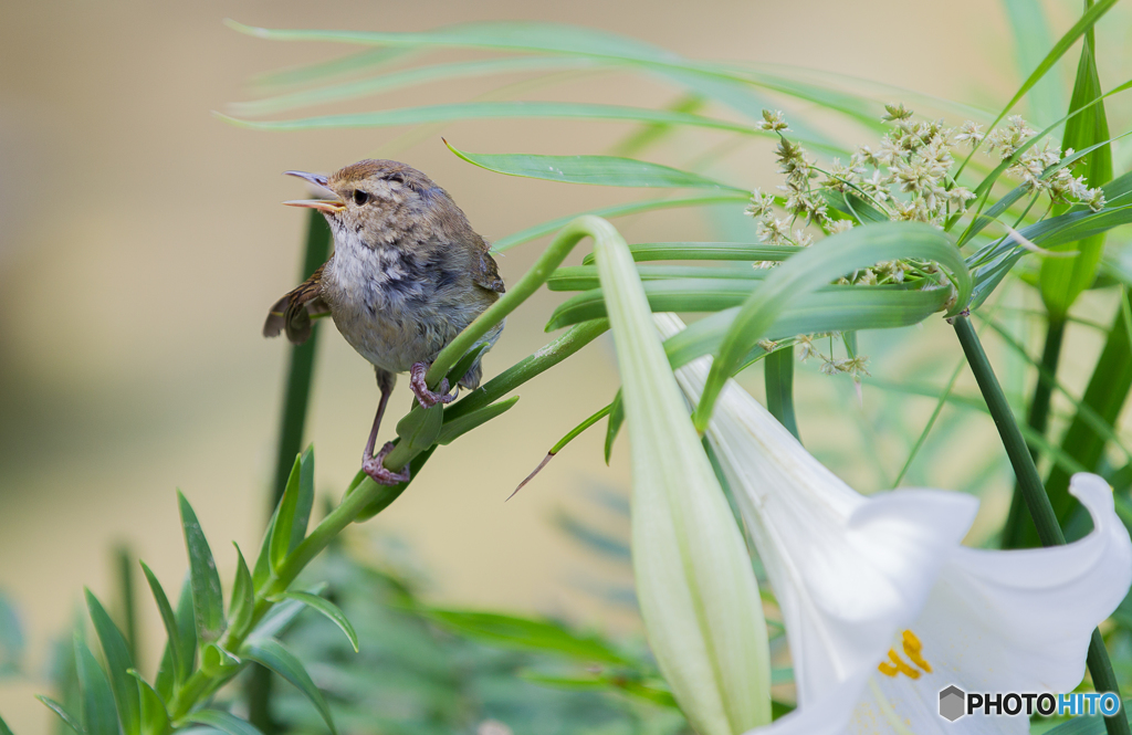 ウグイスとユリ