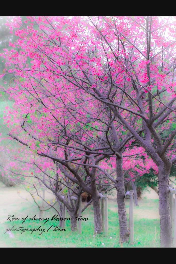 緋寒桜
