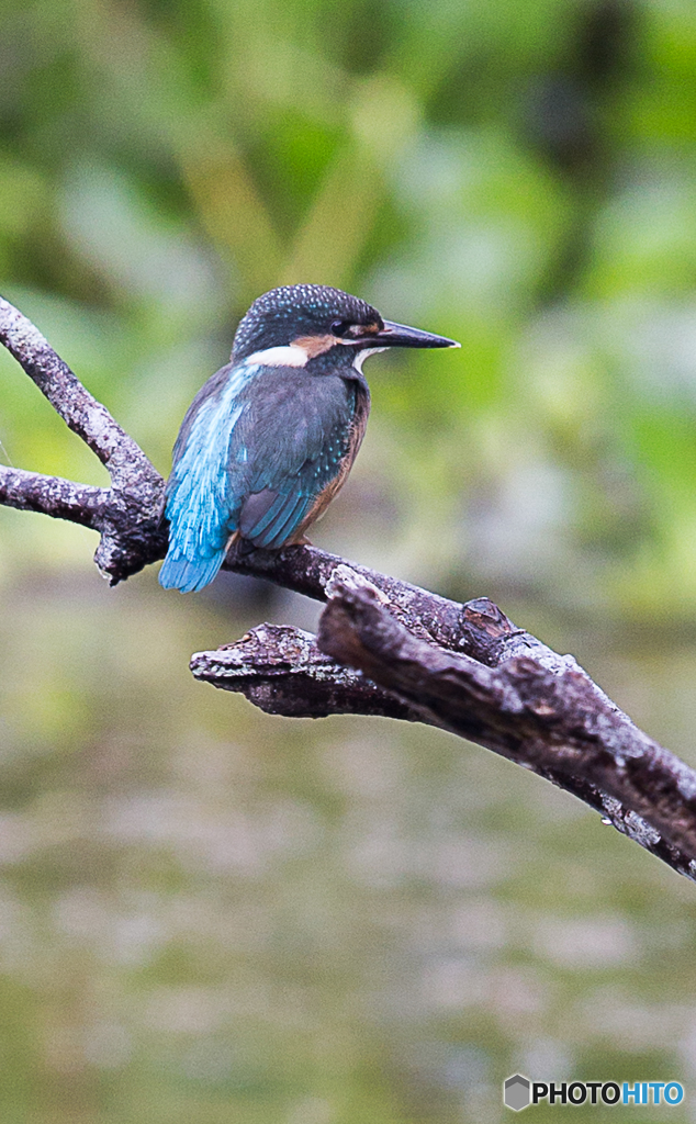 幼鳥カワセミ