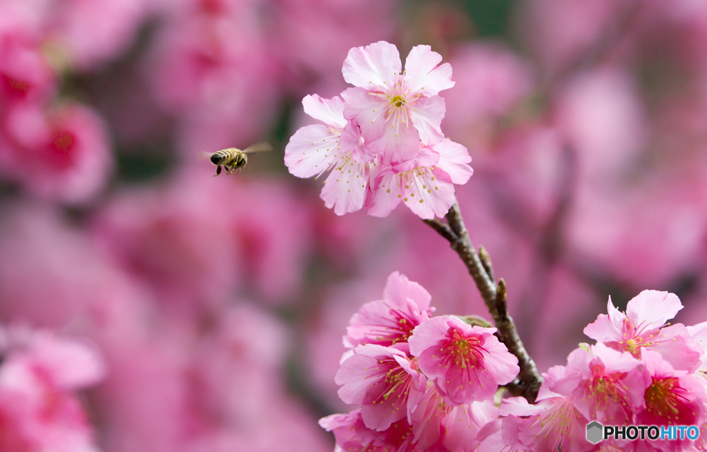 緋寒桜＆蜜蜂