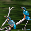 カワセミ26