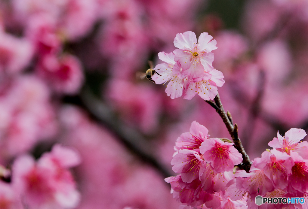 緋寒桜＆蜜蜂