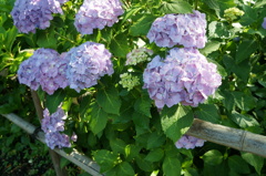 DSC02921