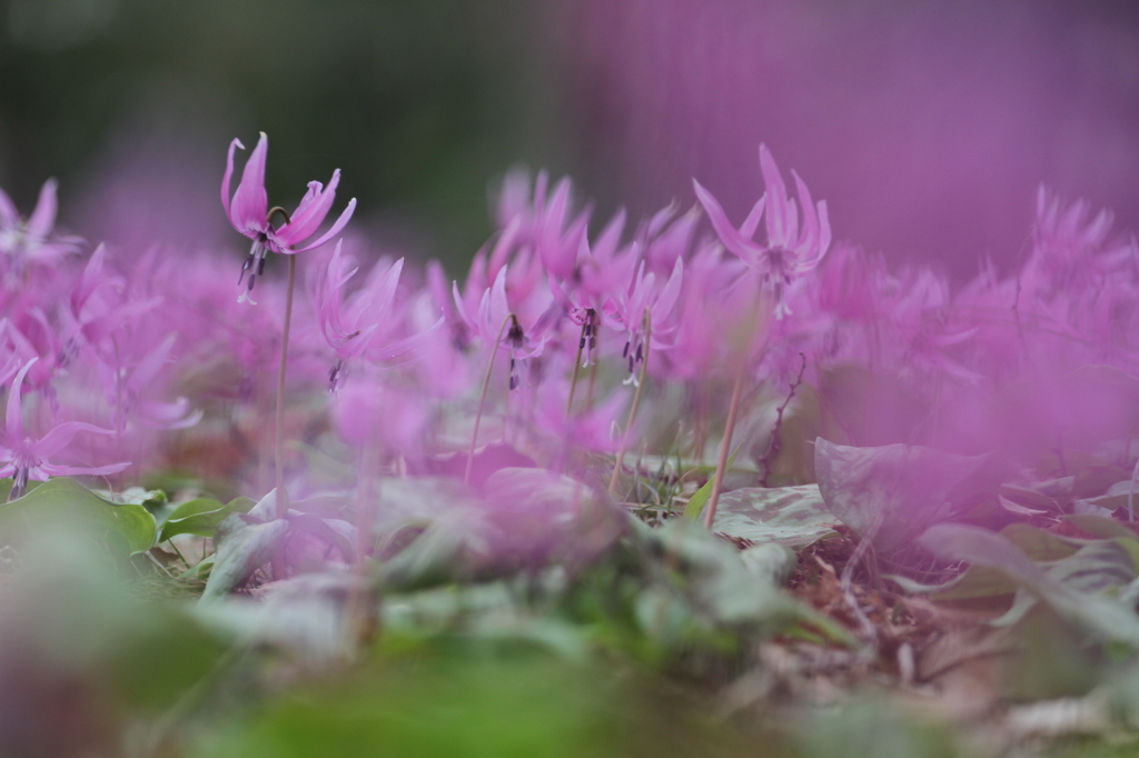 カタクリの花