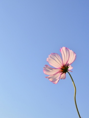 秋桜