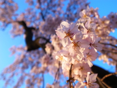 降桜