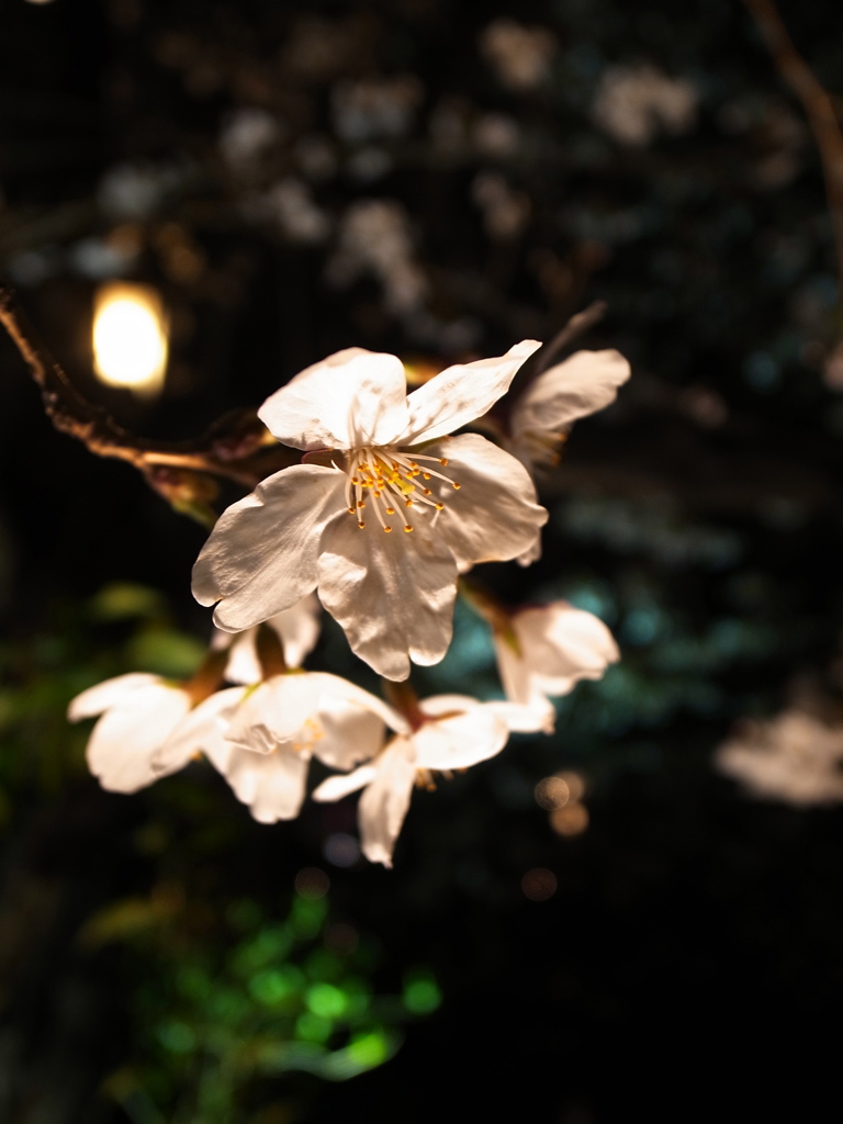 夜顔