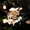 夜顔