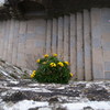 岩壁の花
