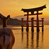 宮島の夕日に臨む