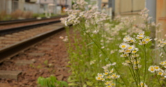 線路脇に咲く花のように