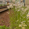 線路脇に咲く花のように