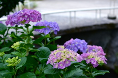 hydrangeas