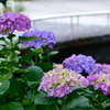 hydrangeas
