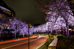 六本木の夜桜