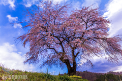 西郷村　高助の枝垂桜