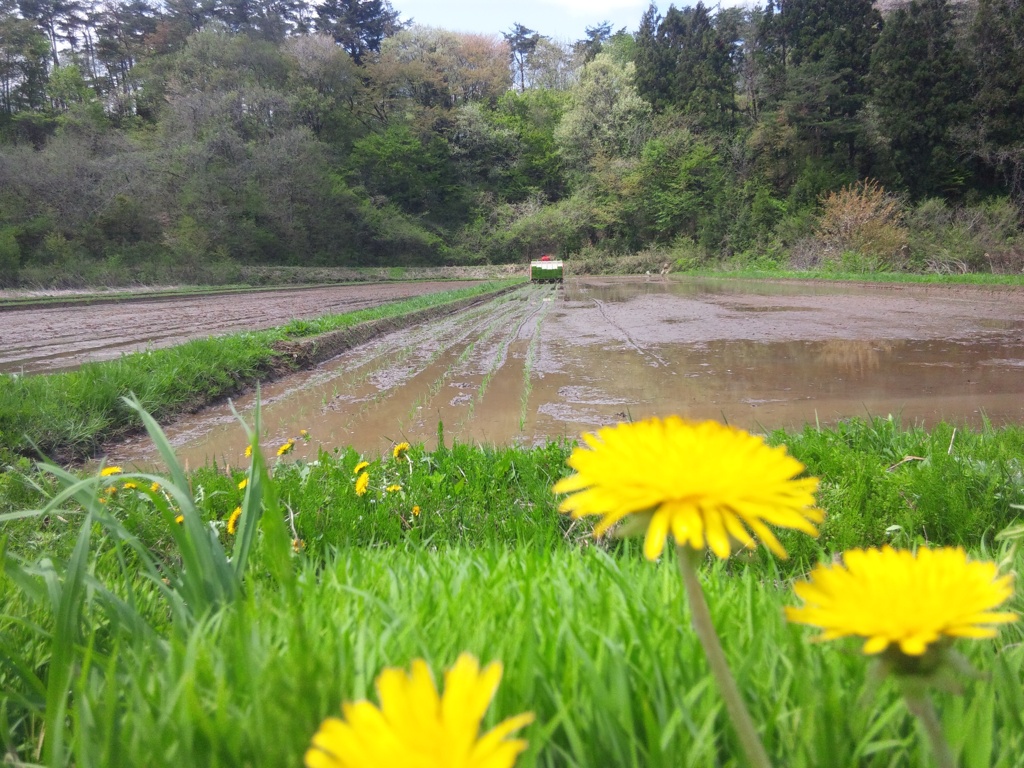 田植え