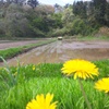 田植え