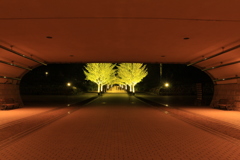 福島市あずま運動公園の銀杏ライトアップ