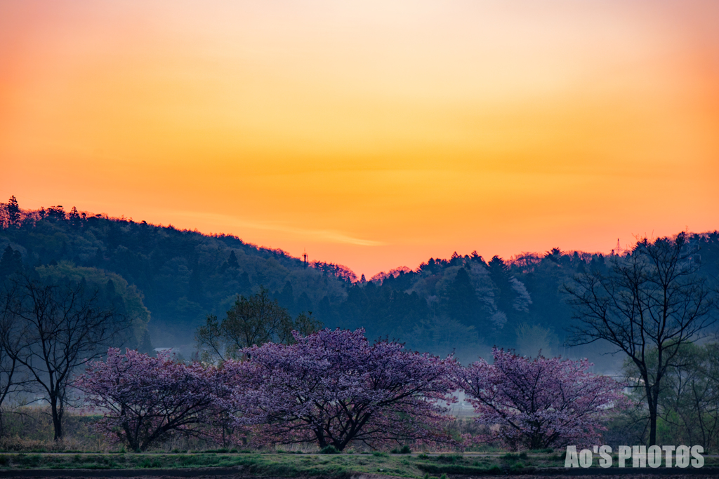 朝焼けと桜