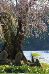 桜と雪