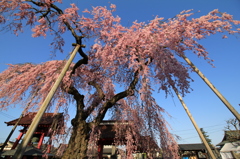 妙関寺乙女桜