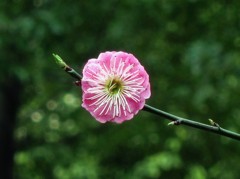 《桃花始盛开-醉影月华2012》007