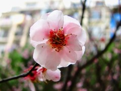 《桃花始盛开-醉影月华2012》002