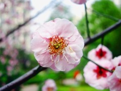 《桃花始盛开-醉影月华2012》003