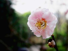 《桃花始盛开-醉影月华2012》001