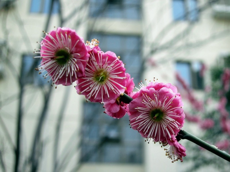 《桃花始盛开-醉影月华2012》004